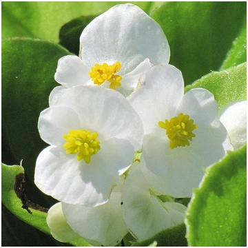 BEGONIA semperflorens SUPER OLYMPIA White
