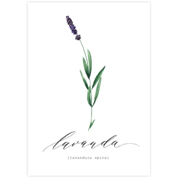 Kartīte Lavanda, Lavandula Spica, Garšaugi