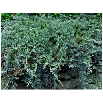 Kadiķis klājeniskais "Wiltonii" 30 cm