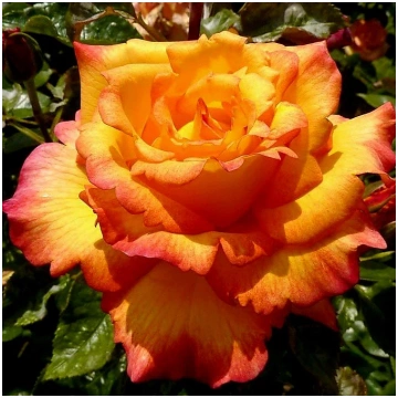 Sheila's Perfume Jurmalasrozes