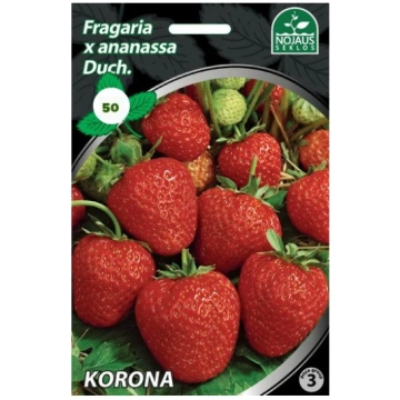 50 gab. KORONA A frigo Zemeņu stādi