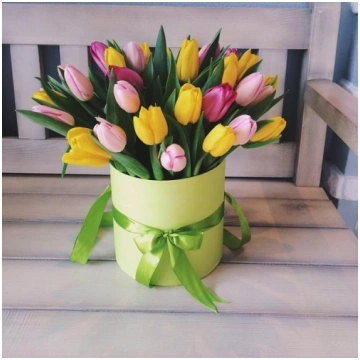 31 tulpe cepuru kastē