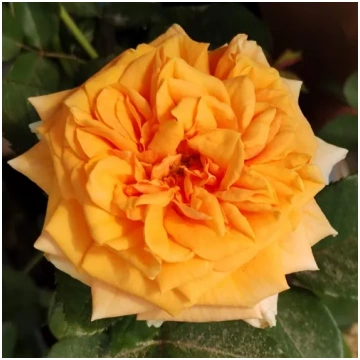 Dzeltena - Tējhibrīdroze - maigi smaržīga roze - a