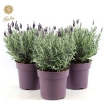 Telpaugi Lavandula st. "Silver Anouk"(Lavanda)