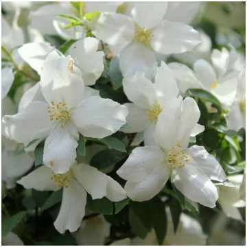 Filadelfs - jasmīns ,,Dame Blanche,, /Philadelphus