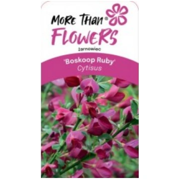 ŠĶELTLAPU ZELTSLOTIŅŠ BOSKOOP RUBY KITI UŽSIENIO
