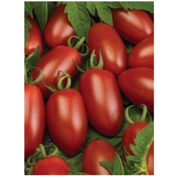 Tomāti Caprese F1 (50 sēklas) Darzinam.lv
