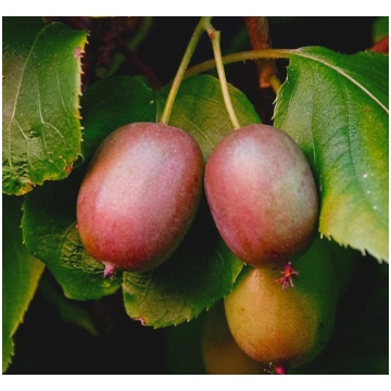 Actinidia arguta 'Geneva'; sievišķie aug