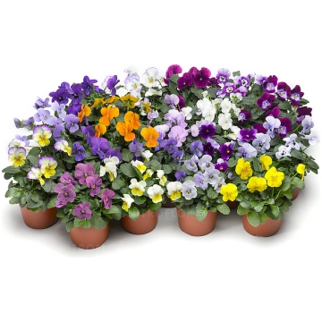 Viola witrockiana - Sīkziedu atraitnītes