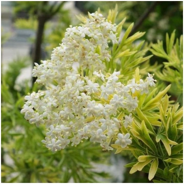 Melnais plūškoks šķ. - Sambucus Nigra “Golden Towe