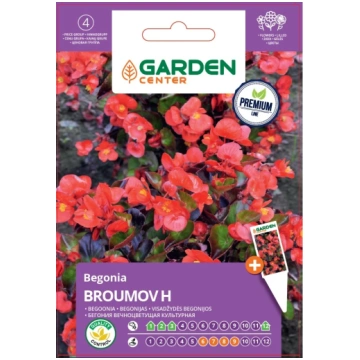 GARDEN CENTER Sēklas Garden Center begonijas BROUM