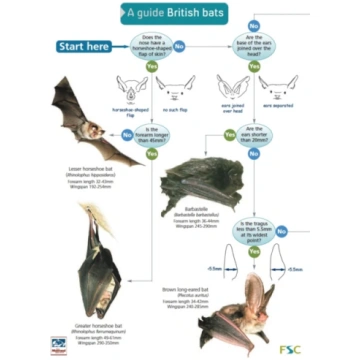 Guide to British Bats Kate Jones