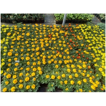 Tagetes Patula - Samtenes zemās, sētās