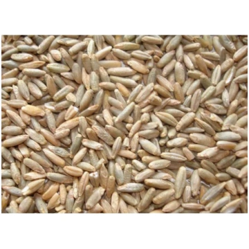 Rudzu graudi 1 kg