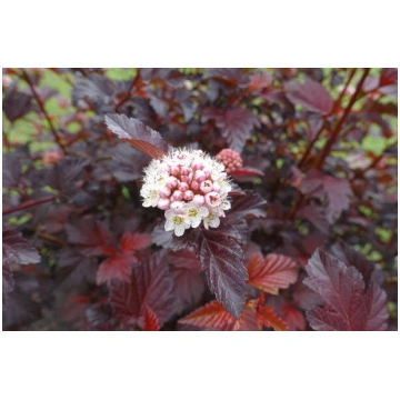 Physocarpus opulifolius 'Little Angel' I