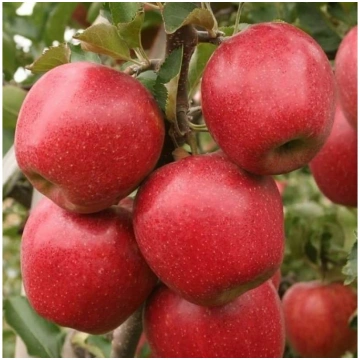 Ābeles stāds "Delikatese"