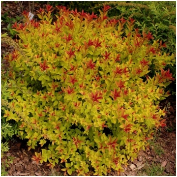 Spireja, Japānas ,,Firelight,, /Spiraea japonica/ 
