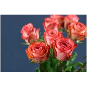 Roses Americano