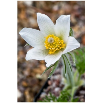 Pulsatilla vulgaris Alba- parastā silpurene