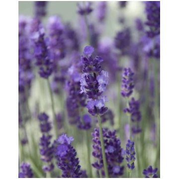 Lavandula angustifolia Hidcote | A.M. ozoli