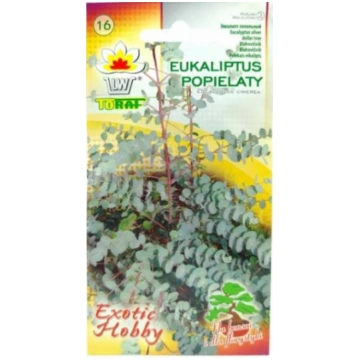 Sēklas Eikalipts sudraba naudas koks (pelēkais) 20