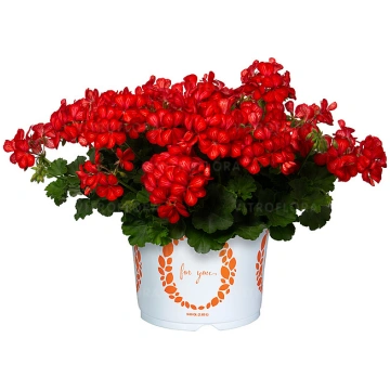 Pelargonium peltatum Grand Idols Glory Days Red Or