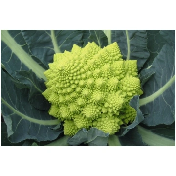 Cavolfiore romanesco WHITE GOLD