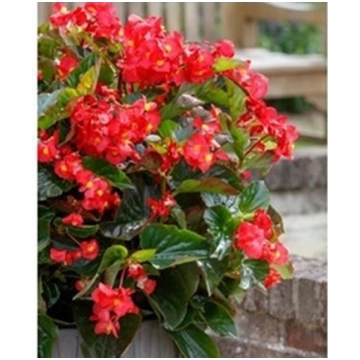 Begonia SENSY fiore rosso foglia verde