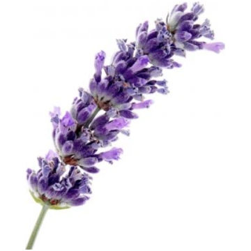 Lavanda Aspic (Lavandula latifolia), ēteriskā eļļa