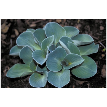 Hosta 'Blue Mouse Ears' (Hosta), kontein