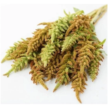 Amarants 'Autumn's touch' (Amaranth