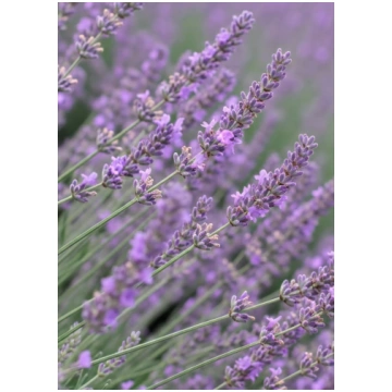 Šaurlapu lavanda ‘Hidcote Blue’ | Lavandula angust