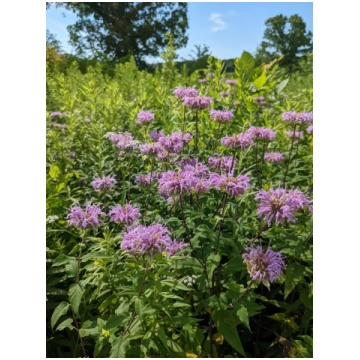 Savvaļas monarda (Monarda fistulosa) 0,1g