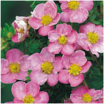 Potentilla fruticosa 'New Dawn' Parastā 