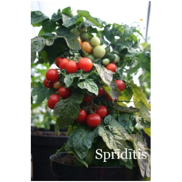 Sprīdītis, sarkans (tomāta stāds podiņā)