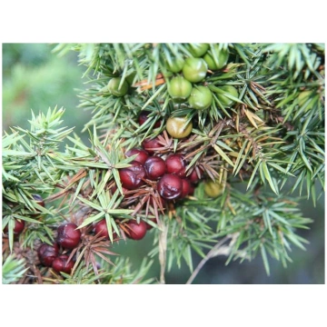 Juniperus oxycedrus-Ginepro coccolone o ginepro ro