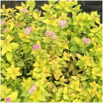 Spireja, Japānas ,,Goldmound,, /Spiraea japonica/ 