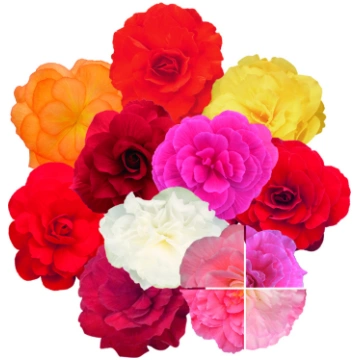 Begonia tuberhybrida Nonstop Mocca Mix | A.M. ozol