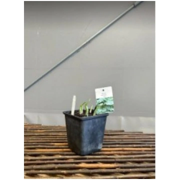 HOSTA BIG DADDY PUKU LAUKI
