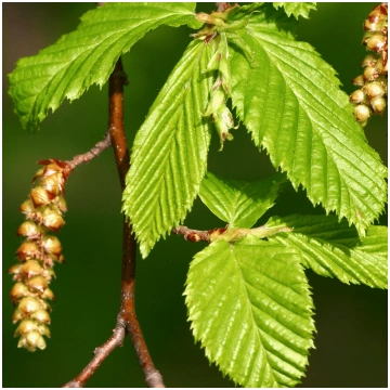 Carpinus betulus (Parastais skābardis), 0,40 m, ka